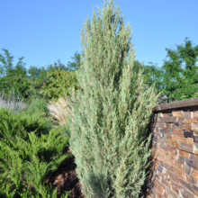 Upright Wichita Blue Juniper tree stands tall against a stone wall, showcasing its silver-blue foliage under a clear sky. A lush green juniper ground cover adds texture to the landscape.