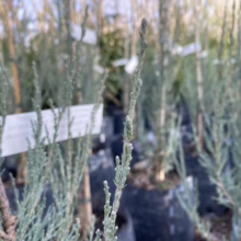 Close-up of a 'Blue Arrow' Juniper seedling in a nursery, showcasing its silvery-blue foliage and upright form among rows of similar potted conifers.
