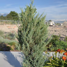 Upright juniper tree with blue-green foliage stands tall in a garden setting. Daylilies bloom nearby, with mountains visible in the background under a blue sky.