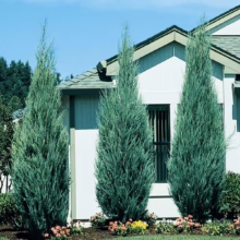 Three 'Blue Arrow' juniper trees stand tall against a white house, adding evergreen structure to the landscape. Colorful flowers bloom at their base, enhancing the curb appeal.