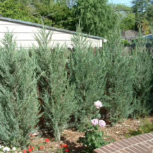 Blue Arrow juniper trees line a wooden fence, providing a natural privacy screen in a garden setting. Pink roses bloom in the foreground, adding a touch of color to the serene landscape.