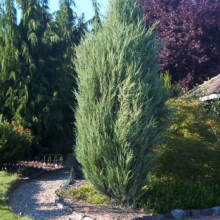 Upright Juniper tree with dense, blue-green foliage stands prominently in a garden setting with a stone path, showcasing its unique columnar shape and texture.