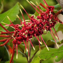 Knightia excelsa (Rewarewa) Flower