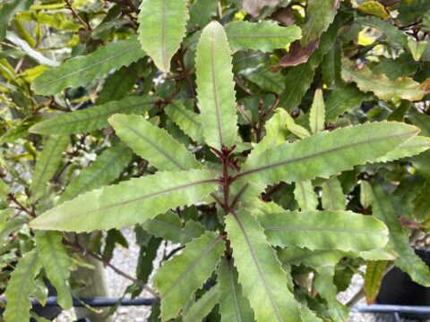 Knightia excelsa (Rewarewa) Foliage