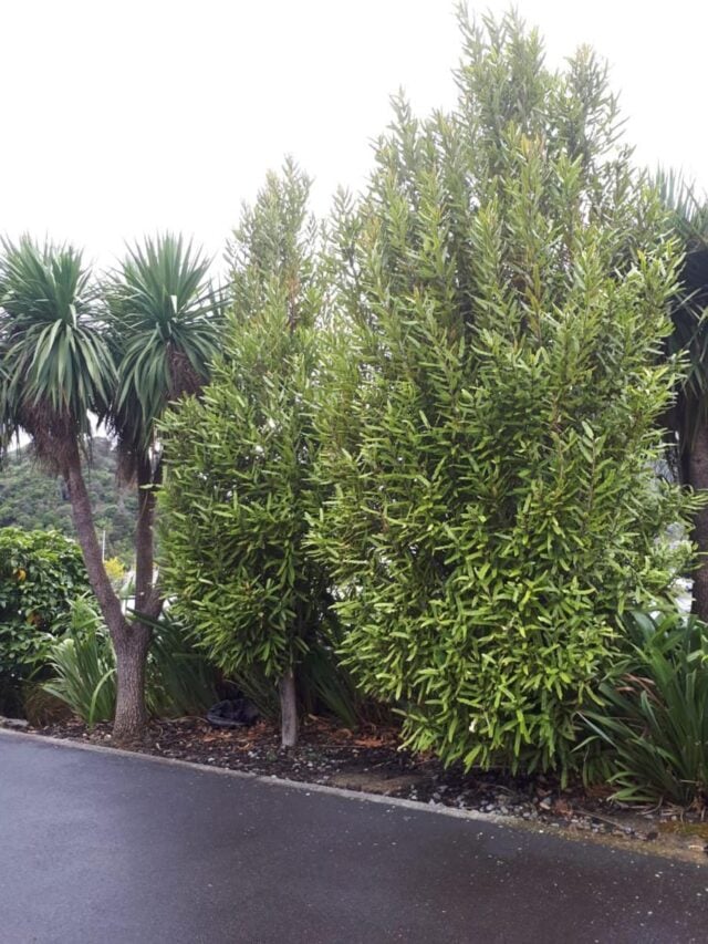 Knightia Tree Buy Knightia excelsa (Rewarewa) Online NZ - Leafland