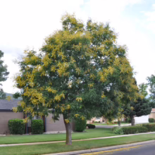 A mature goldenrain tree stands in a suburban yard, its green leaves accented with yellow blossoms. A brick house is visible in the background, with a well-manicured lawn and street.