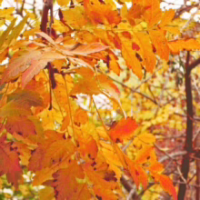 Autumn leaves in vibrant shades of orange, yellow, and red cascade from branches, creating a warm, autumnal scene. Hints of green leaves remain, adding depth to the fall foliage.