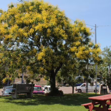 Goldenraintree tree in full bloom casts shade over a park scene with picnic tables and parked cars on a sunny day. The tree's vibrant yellow flowers create a striking contrast against the blue sky.