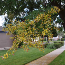 Goldenraintree in full bloom, its yellow flowers cascading from a branch overhanging a lush green lawn and sidewalk in a suburban neighborhood. A brick house with a chimney is visible in the background.