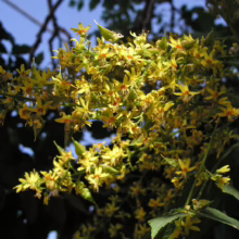 Close-up of a goldenrain tree branch bursting with small, bright yellow flowers and seed pods against a blue sky and dark foliage.