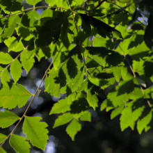Sunlight filters through the vibrant green leaves of an ash tree, creating dappled shadows. The foliage is dense, with a bokeh effect in the background, suggesting a peaceful forest setting.