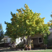 A cozy home is partially obscured by a large tree with fall foliage, its leaves transitioning to yellow and gold under a bright blue sky. The house has a covered porch and sits on a green lawn.