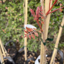 Close-up of a young tree sapling with vibrant red new growth emerging from its branches. The tree is supported by a bamboo stake and sits among other saplings in black nursery pots, against a blurred green background.