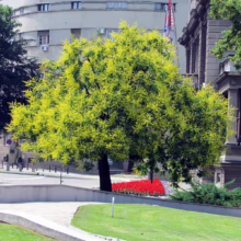 Golden Rain Tree in Belgrade, Serbia, displays vibrant yellow blooms against a backdrop of city buildings and Serbian flags. A manicured lawn and red flowerbed add to the urban landscape.