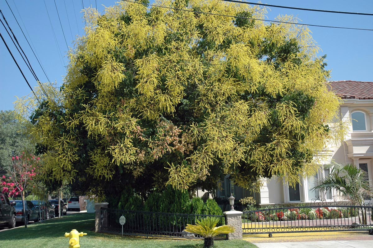 Koelreuteria paniculata tree bursting with vibrant yellow flowers, a stunning focal point in a sunny garden setting.