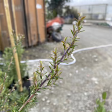 Close-up of a Manuka plant branch with small, pointed green leaves and a reddish stem. The plant is in a nursery setting, with other plants and equipment visible in the blurred background.
