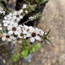 Close-up of a Manuka plant with delicate white flowers and dark maroon centers. Green needle-like leaves are visible.