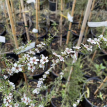Close-up of a flowering Manuka tea tree branch with delicate white flowers and dark pink centers, surrounded by potted tea trees in a nursery setting.