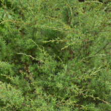 Lush green dwarf conifer, a compact juniper variety with needle-like foliage. Ideal evergreen shrub for small gardens.