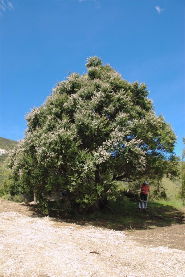 <i>Kunzea robusta</i>