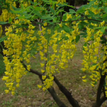 Golden chain tree in full bloom, cascading yellow flowers hanging from branches with green leaves. A vibrant display of nature's beauty.