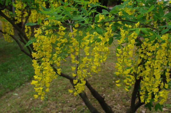 <i>Laburnum alpinum</i> 'Pendulum' - Image 2