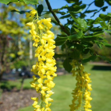 Cascading golden chain tree blossoms hang gracefully, their bright yellow flowers creating a stunning display against the backdrop of lush green foliage and a clear blue sky.
