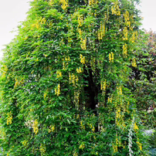 Golden Chain Tree in full bloom, its vibrant yellow flowers cascading down amidst lush green foliage, creating a stunning display of natural beauty.