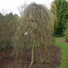 Weeping tree with bare, cascading branches creates a striking silhouette in a garden setting. A small sign is affixed to the trunk. The tree is surrounded by mulch and greenery.