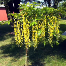 Weeping golden chain tree in full bloom, cascading yellow flowers create a stunning display in a lush green garden. A red building and other trees are visible in the background.