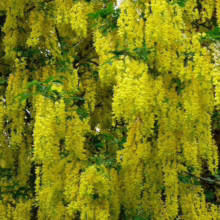 Golden Chain Tree in full bloom, cascading with vibrant yellow flowers. Lush green leaves peek through the profusion of blossoms, creating a stunning floral display.