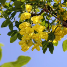 Golden Chain Tree in full bloom, its bright yellow flowers cascading down against a clear blue sky. Green leaves provide a backdrop to the vibrant blossoms.