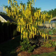 A golden chain tree in full bloom, its cascading yellow flowers creating a striking display in a lush garden setting, with a greenhouse and neatly trimmed hedges in the background.