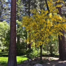 Lush green lawn and tall pines frame a golden chain tree in full bloom. Sunlight dapples the scene, creating a serene, natural landscape.