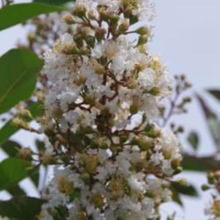 Close-up of a cluster of white crape myrtle blossoms, showcasing the delicate petals and buds against a soft, blurred sky. Green leaves provide a lush backdrop to the flowering tree.