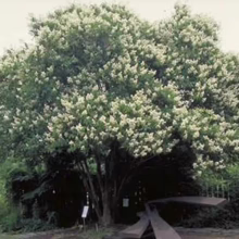 A mature crape myrtle tree, covered in profuse white blooms, dominates a garden landscape. The tree's multi-trunked form and dense canopy create a picturesque focal point. A modern sculpture sits beneath the tree.