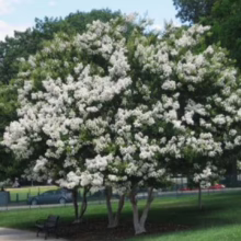 White crape myrtle tree in full bloom, its delicate flowers creating a stunning display against the green foliage and manicured lawn. The tree's multiple trunks are visible, adding to its visual interest.