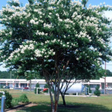 A white crape myrtle tree in full bloom stands tall against a clear blue sky, its delicate white flowers contrasting with the vibrant green leaves. The tree's smooth, mottled bark adds character to its slender trunk.