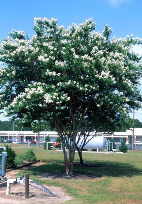 <i>Lagerstroemia fauriei</i> 'Townhouse' - Image 6