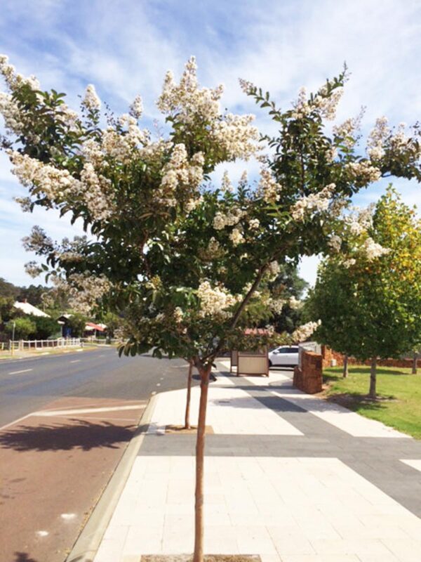 <i>Lagerstroemia fauriei</i> 'Townhouse'