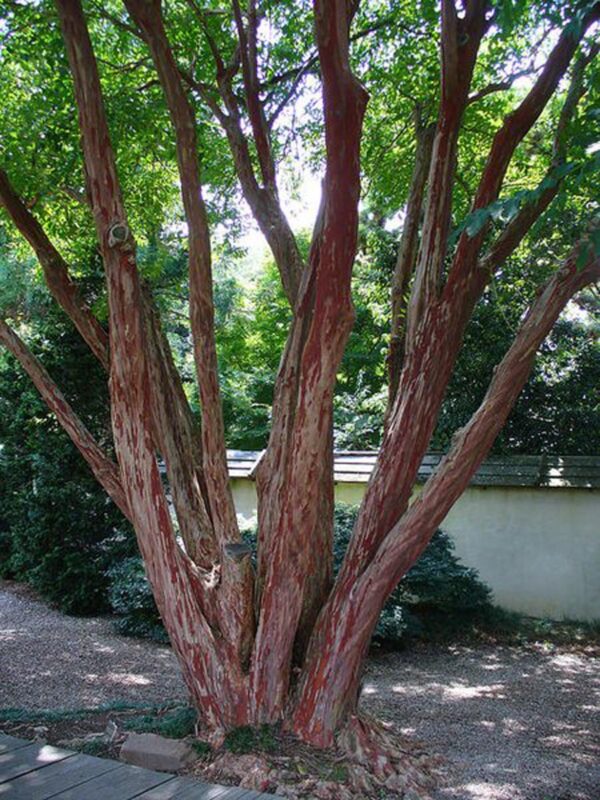 <i>Lagerstroemia fauriei</i> 'Townhouse' - Image 7