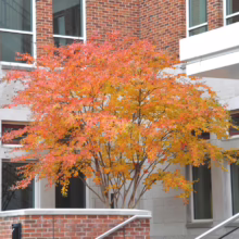 Lagerstroemia indica ‘Bergerac’ in autumn colour.