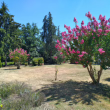 Lagerstroemia indica ‘Bergerac’ in a garden.
