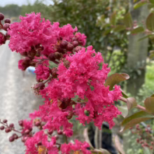 Close-up of vibrant pink crape myrtle blossoms, showcasing their ruffled petals and delicate beauty, with buds promising more blooms. The leaves have a reddish hue, adding depth to the scene.