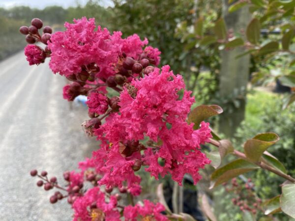 <i>Lagerstroemia indica</i> 'Bergerac' - Image 4