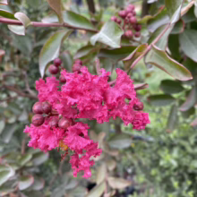 Lagerstroemia indica ‘Bergerac’ flower.