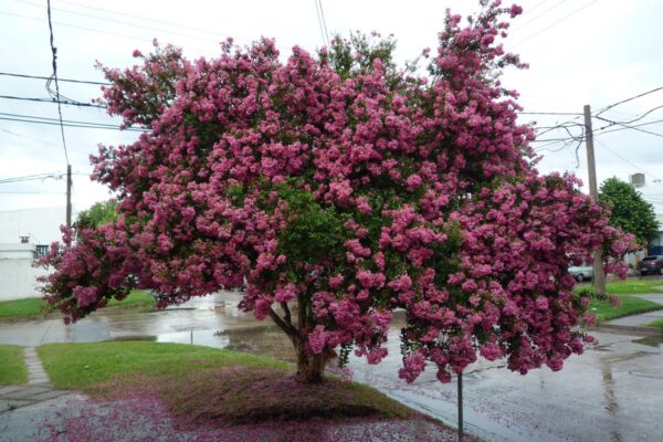 <i>Lagerstroemia indica</i> 'Bergerac'