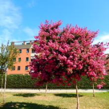 Lush pink crape myrtle trees bloom in a park setting under a bright blue sky. A green hedge and modern brick apartment buildings form the backdrop.