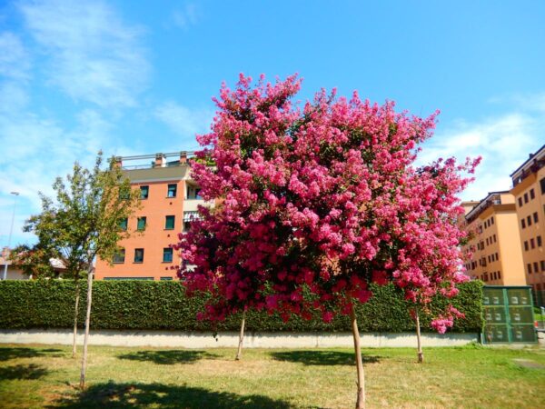 <i>Lagerstroemia indica</i> 'Bergerac' - Image 7