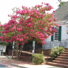 Lagerstroemia indica ‘Bergerac’